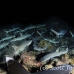 shark_whitetip_reef_mancg_ci_h_0261_cos1057.jpg